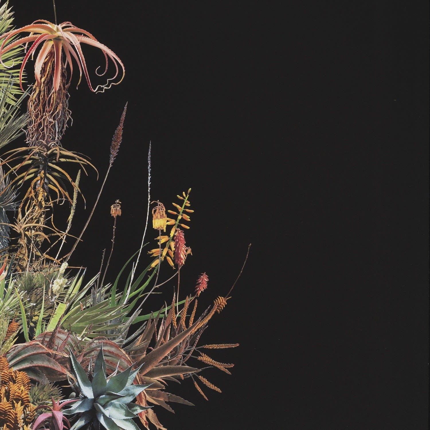 Stephen Eichhorn, Agave Agave, 2023