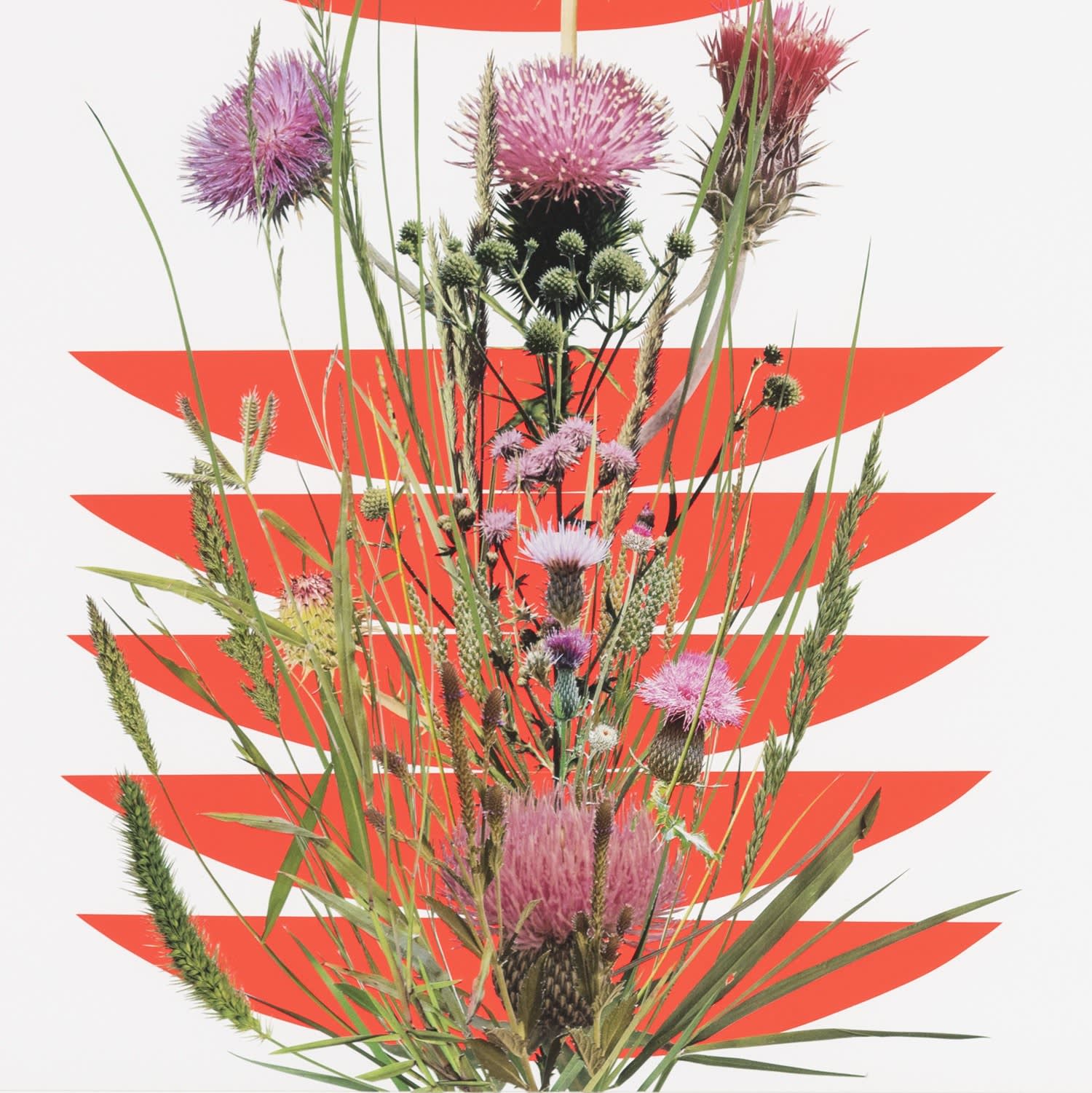 Stephen Eichhorn, The Thistle, 2023