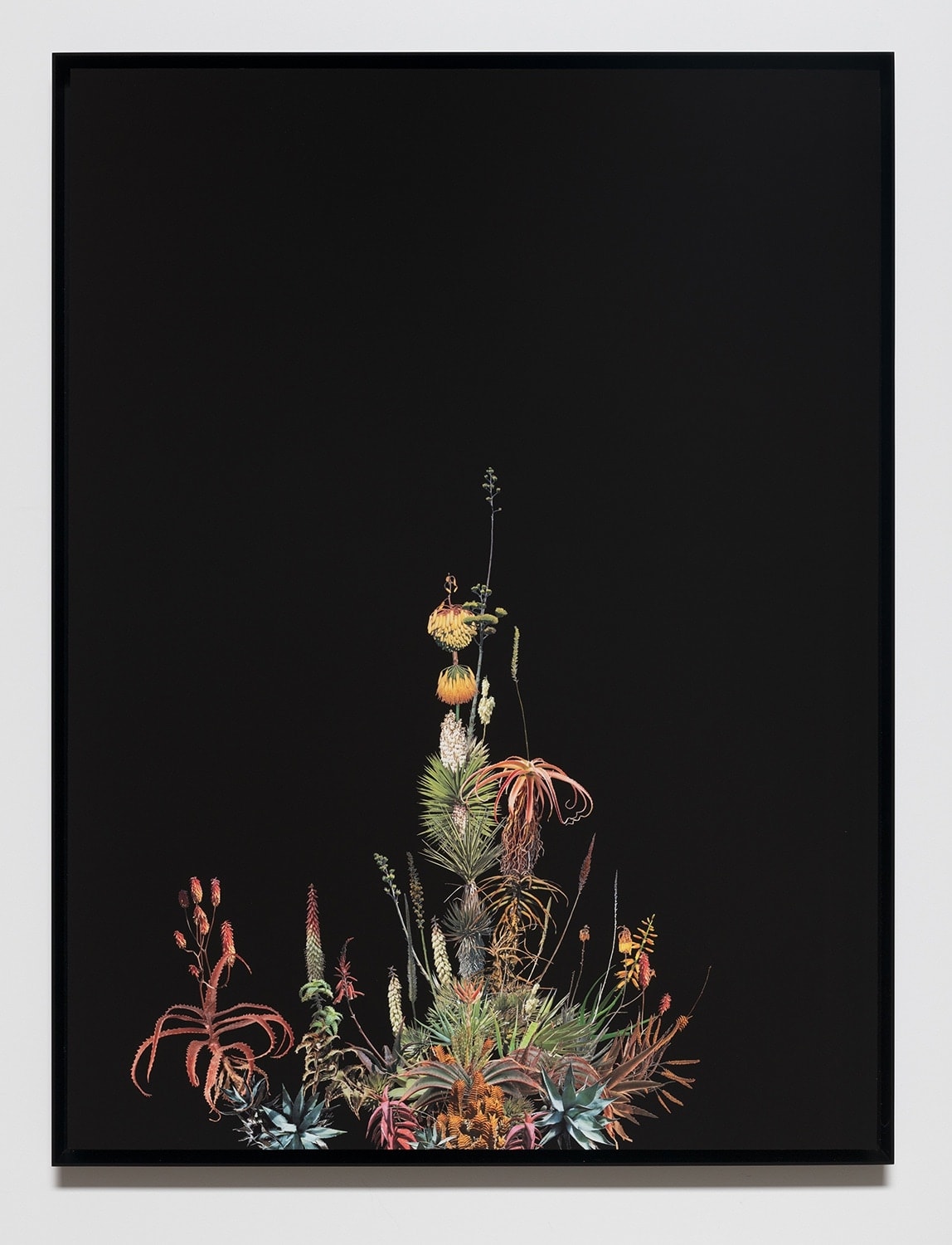 Stephen Eichhorn, Agave Agave, 2023