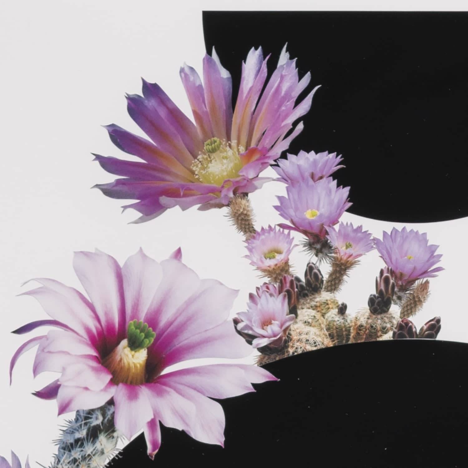 Stephen Eichhorn, Pink Flower (Voidground), 2024