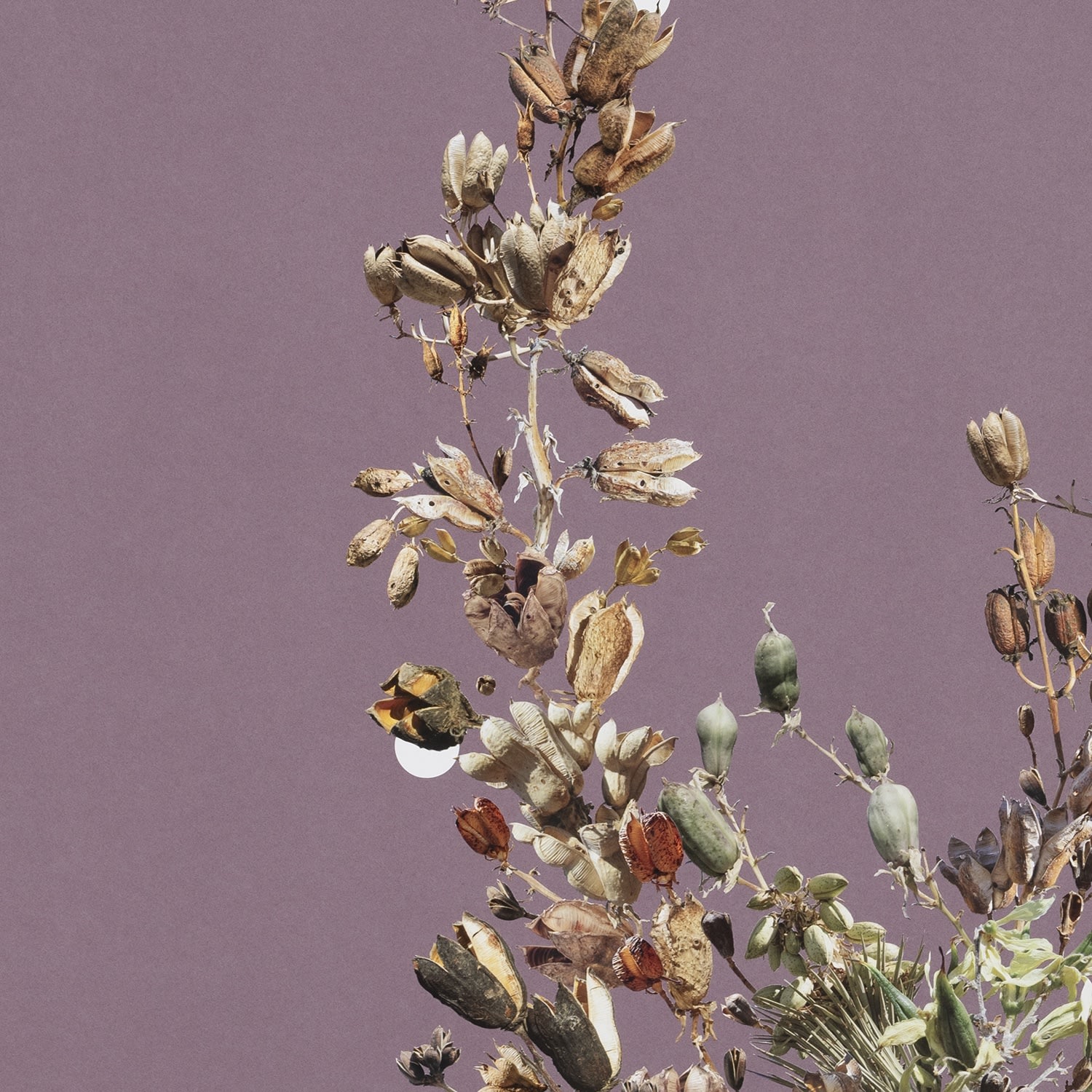 Stephen Eichhorn, Open Pods, 2024