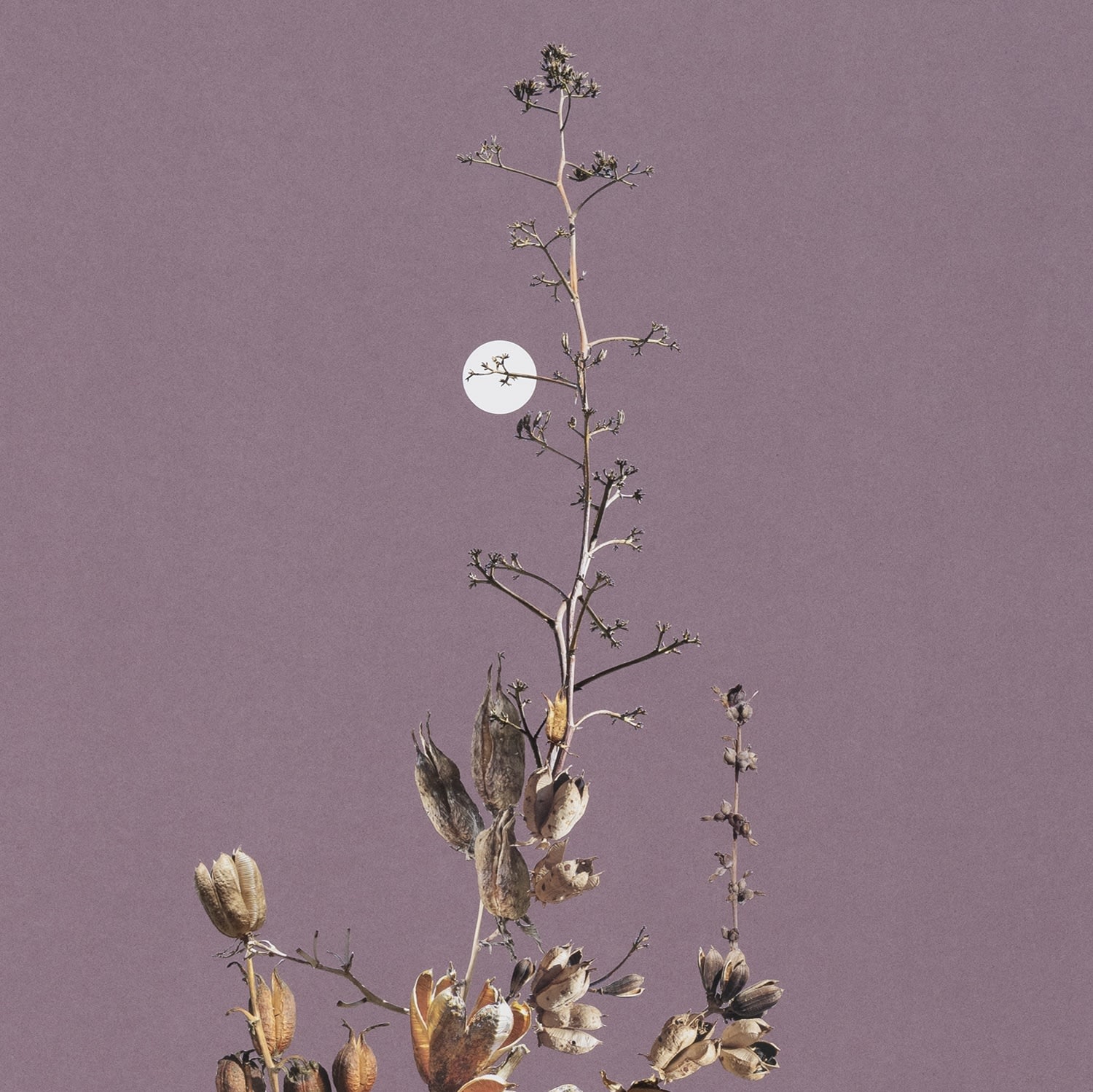 Stephen Eichhorn, Open Pods, 2024