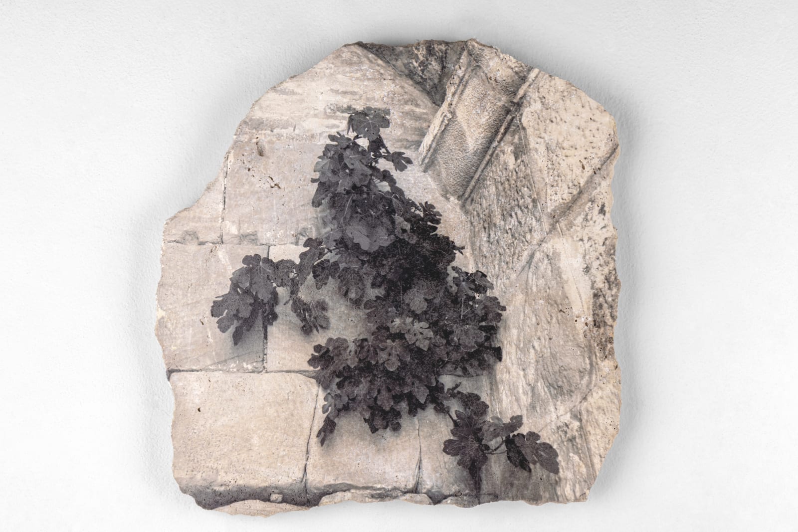 Catalina Swinburn, Fig tree resisting in the Temple of Jupiter, Juno and Minerva (Uthina, Oudna, Tunis), 2025