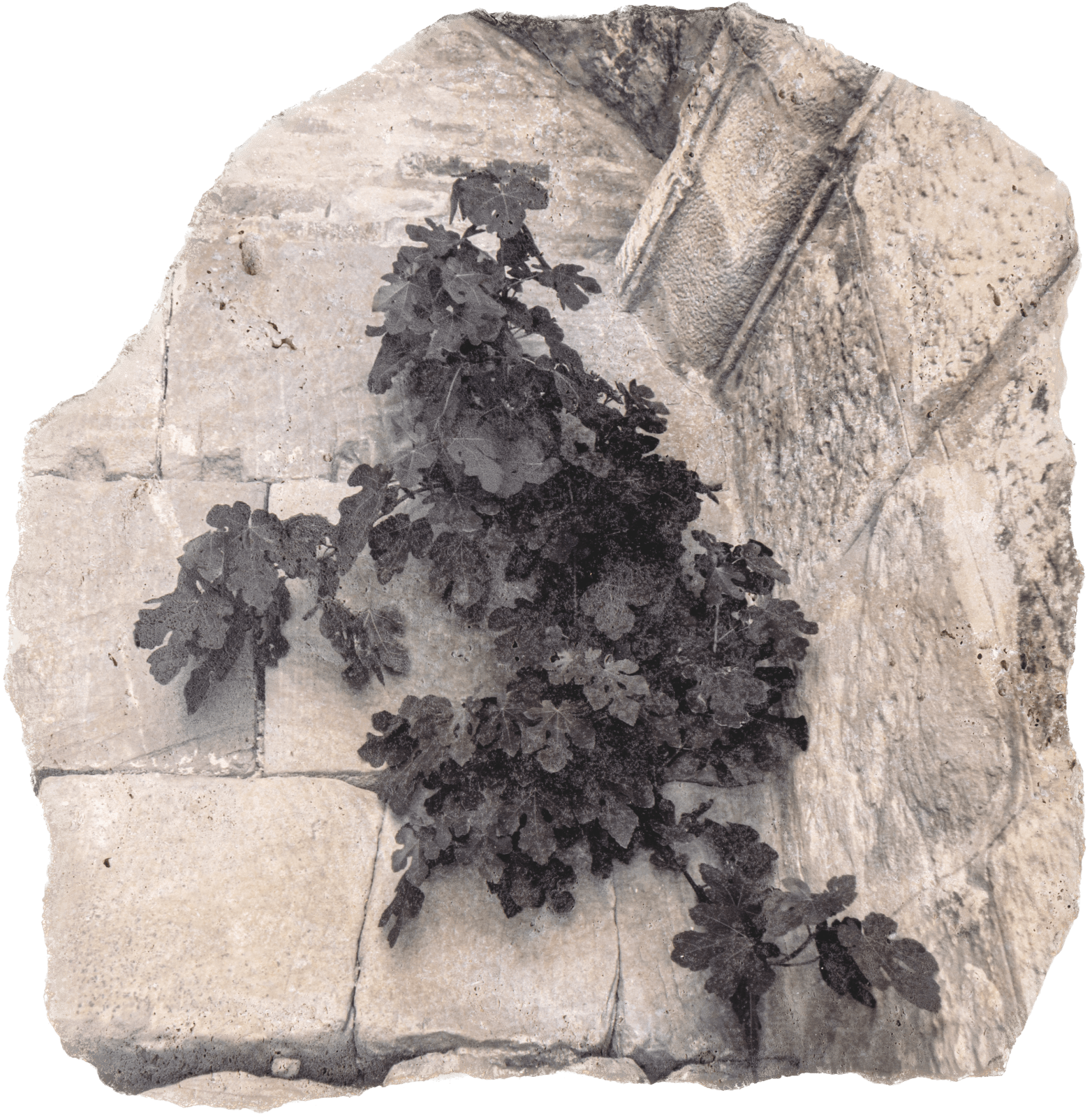 Catalina Swinburn, Fig tree resisting in the Temple of Jupiter, Juno and Minerva (Uthina, Oudna, Tunis), 2025