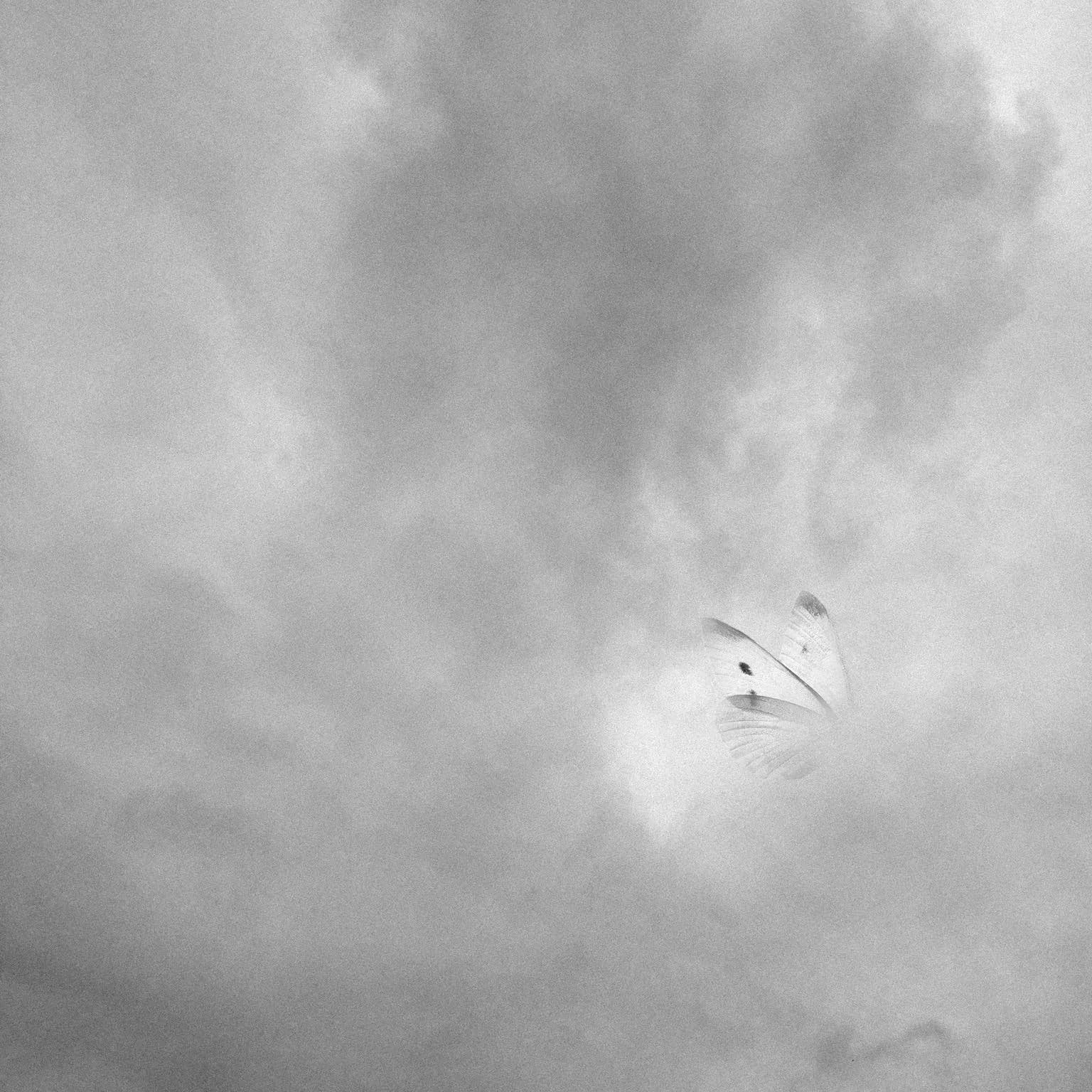 Nicène Kossentini, Envol No. III, 2014