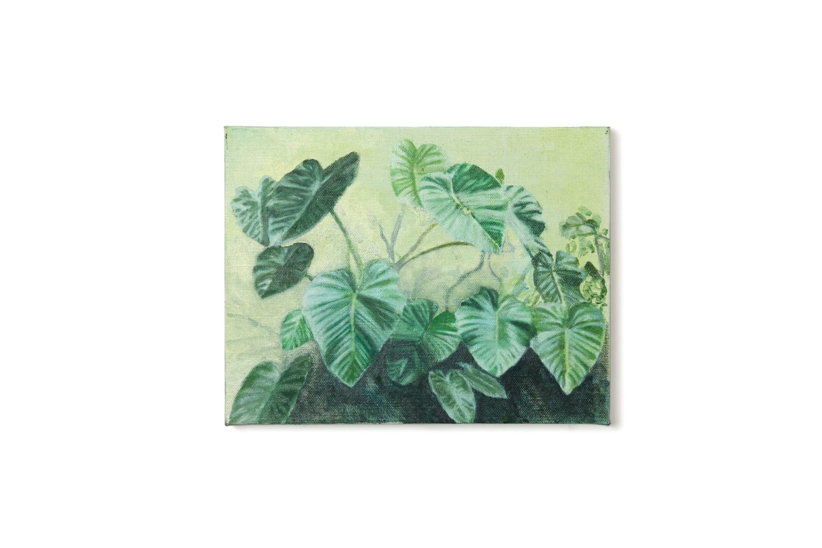 Yann Lacroix, Monstera, 2024