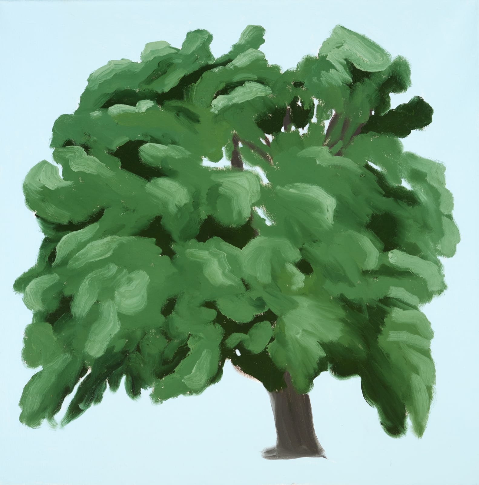 Janet Alling, Tree Portrait #22: Rome, Beech, 2008