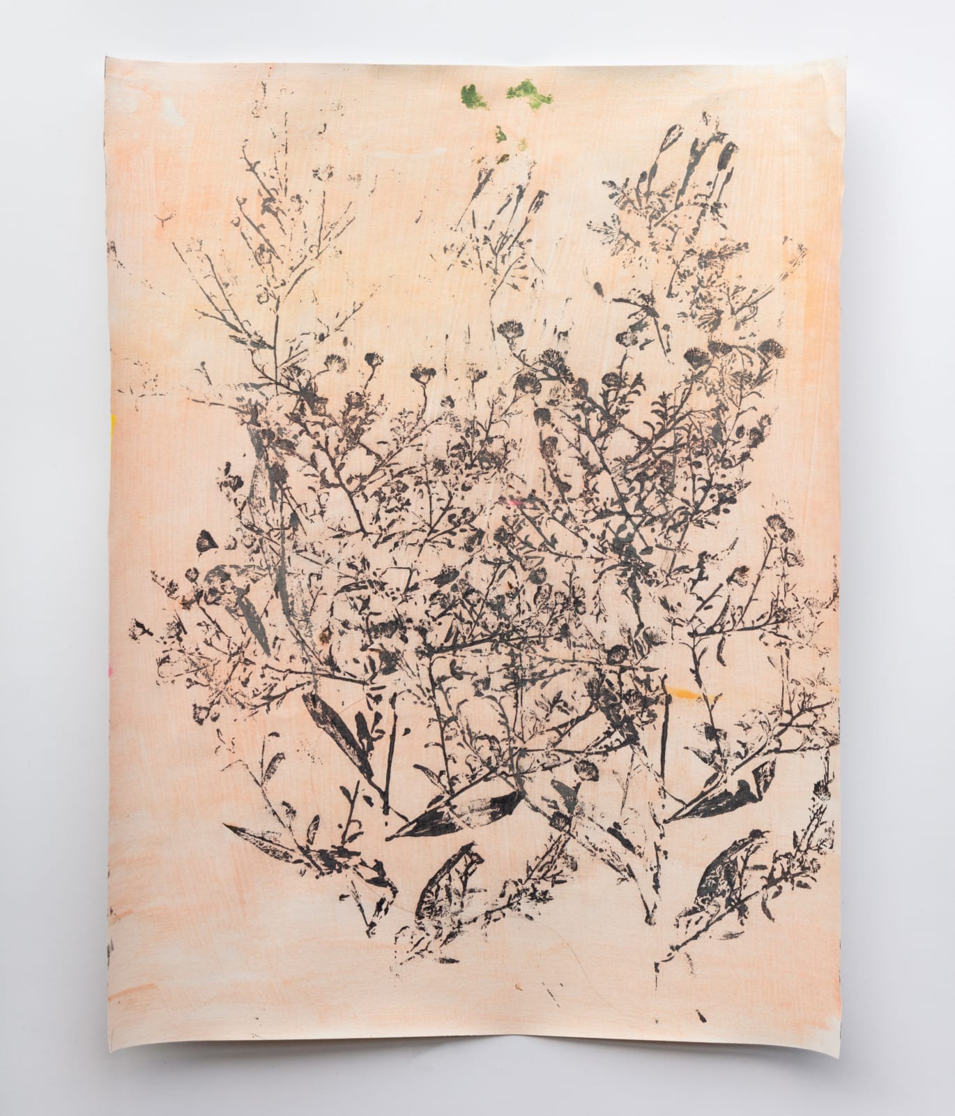 Margot Becker, September asters in peach, 2024