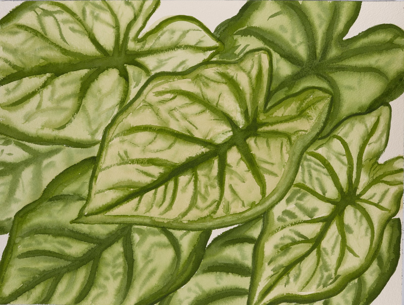 Janet Alling, Metamorphosis #2 (Green-White Caladium 3), 2021