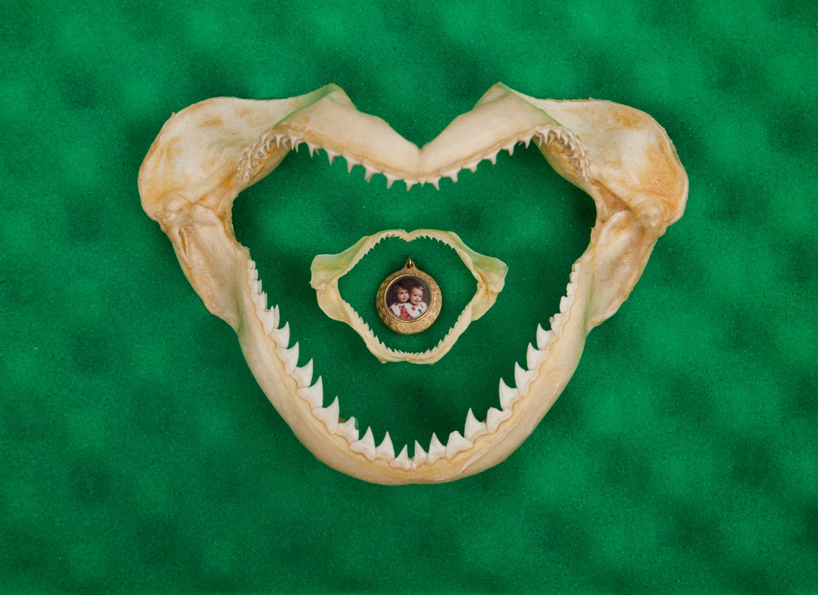 Emily Peacock, Gam, Herd, Frenzy, School or Shiver, 2017