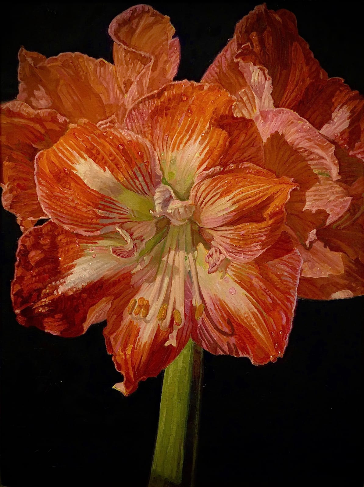 JOSEPH SEVIER, Amaryllis