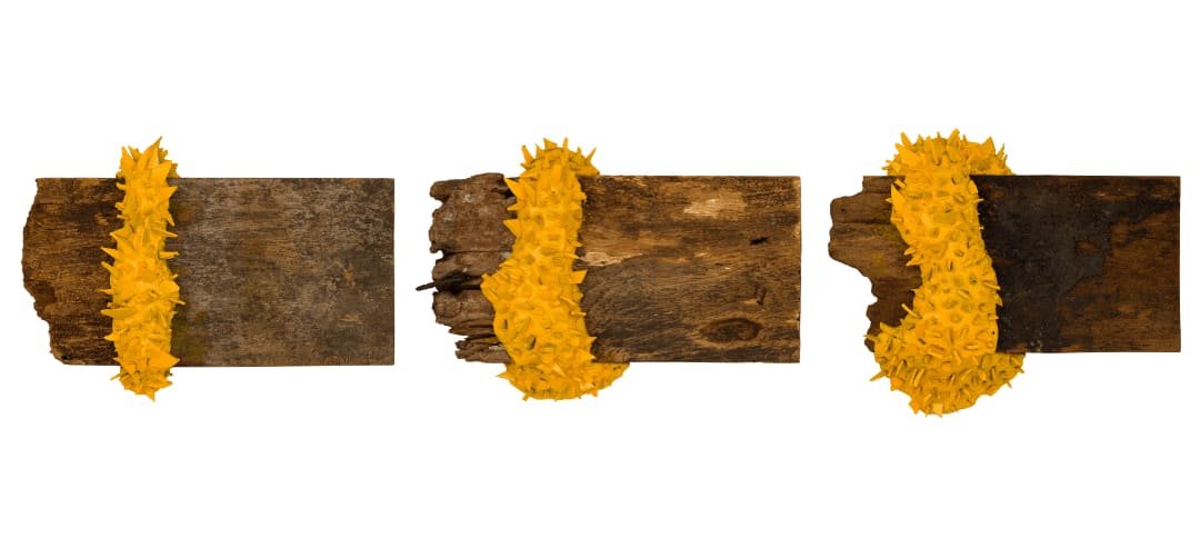 Malinda Jayasinghe, Saffron Borders VII, 2024