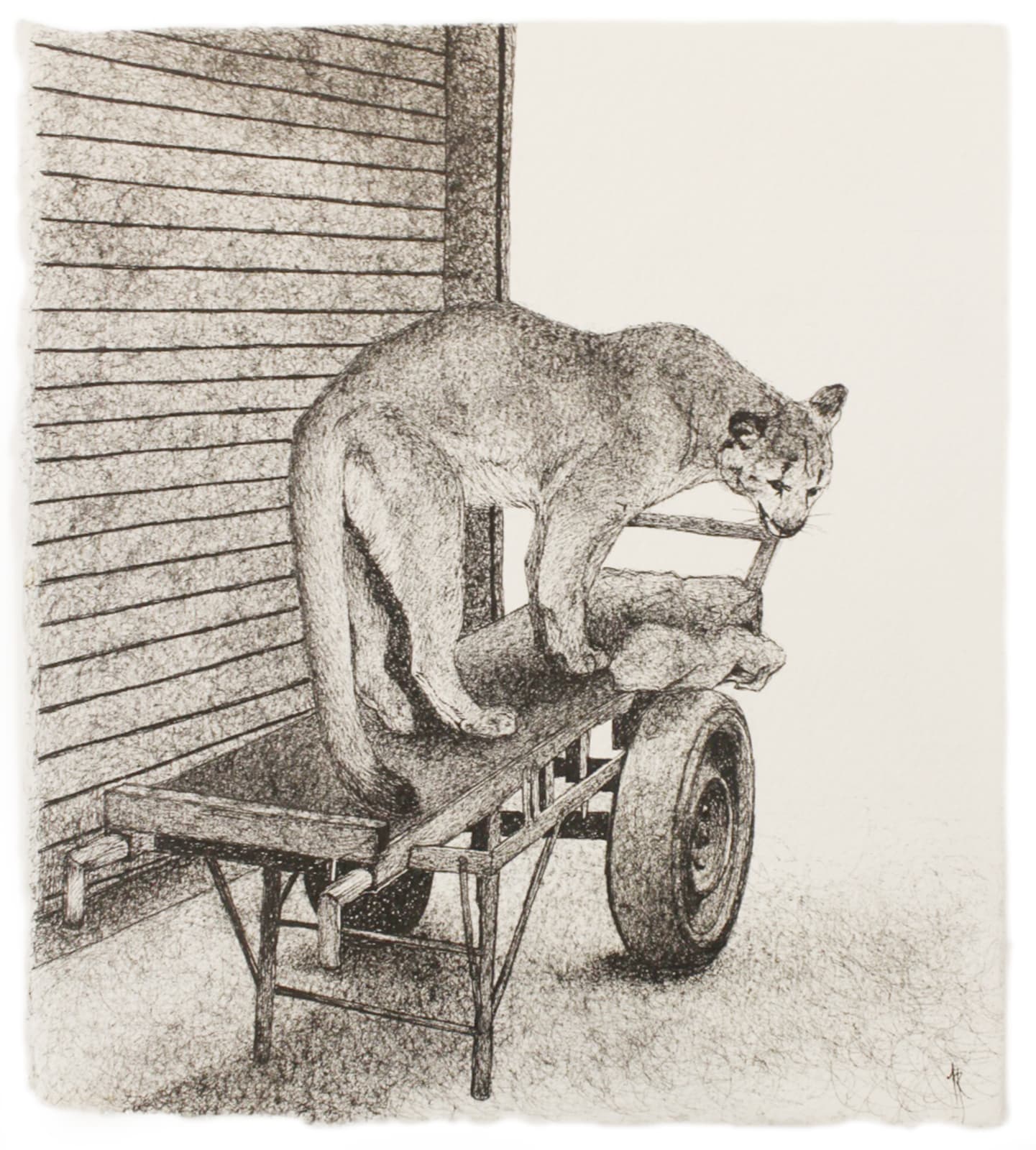 Firi Rahman, Cougar, 2018