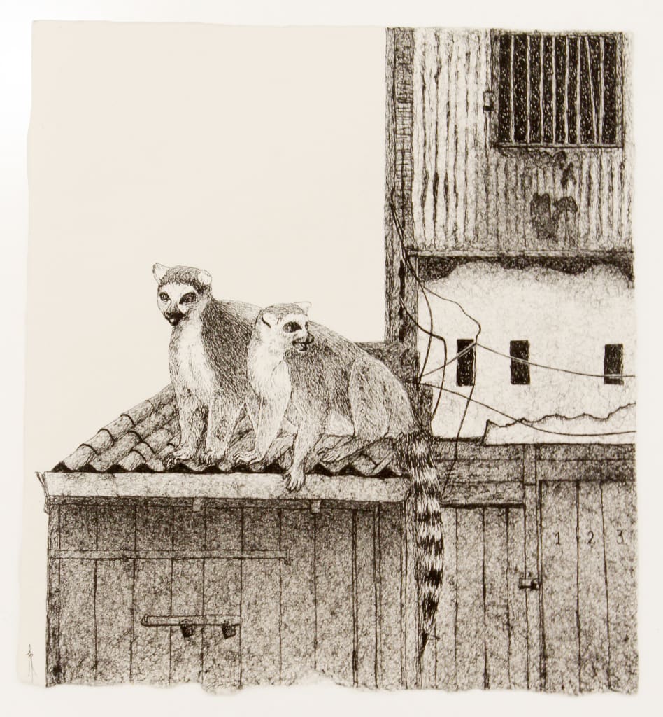 Firi Rahman, Lemur, 2018