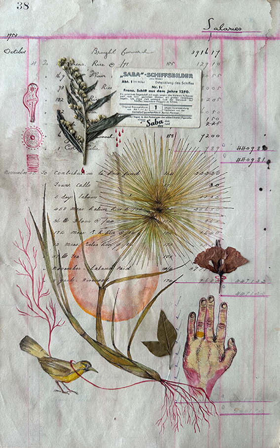 Mika Tennekoon, Spinifex longifolius, 2025