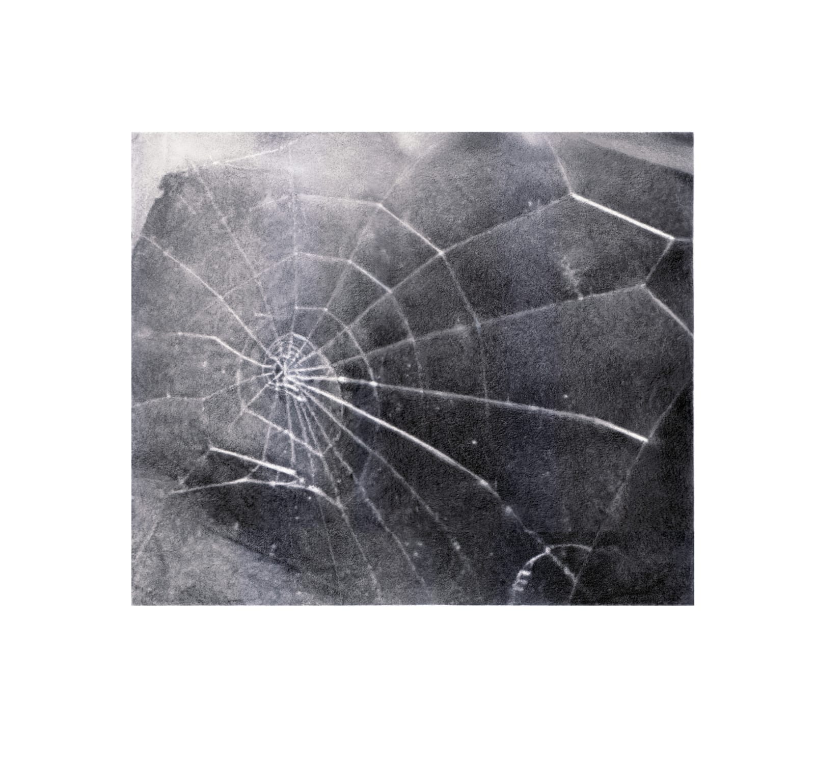 Vija Celmins, Spider Web, 2009