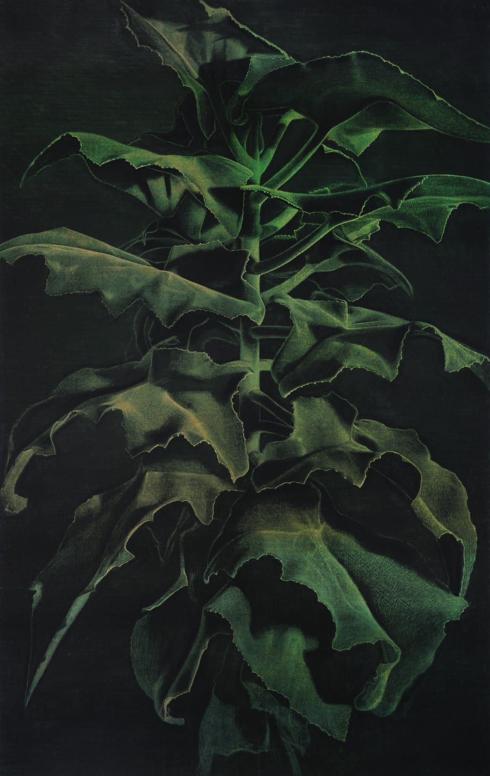 Renée Pevernagie, Velvet Leaves II, 2024