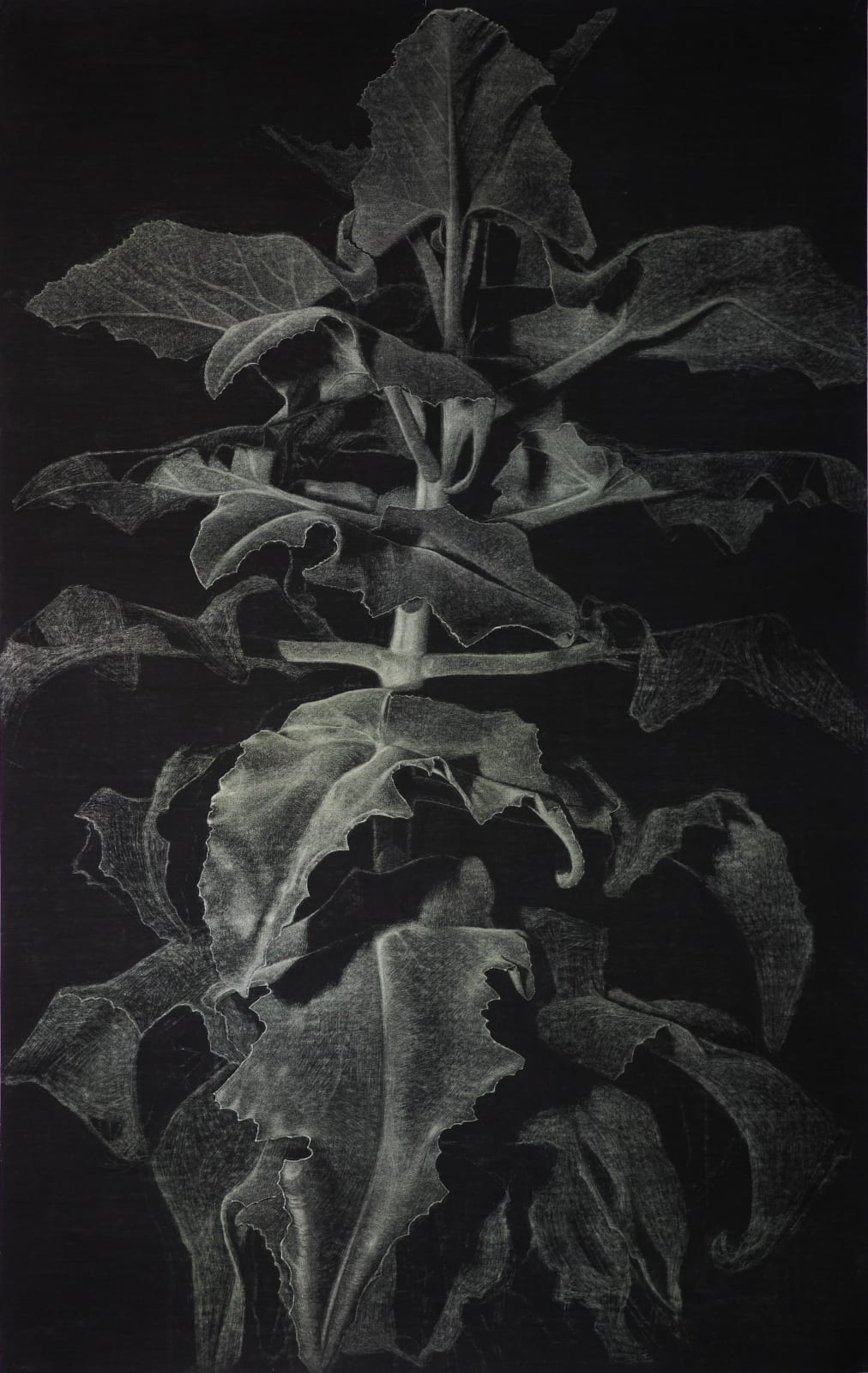 Renée Pevernagie, Velvet Leaves III, 2024
