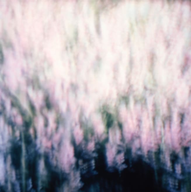 Ives Maes, Sequence #17 (Calluna Vulgaris), recorded in 2014, printed in 2017