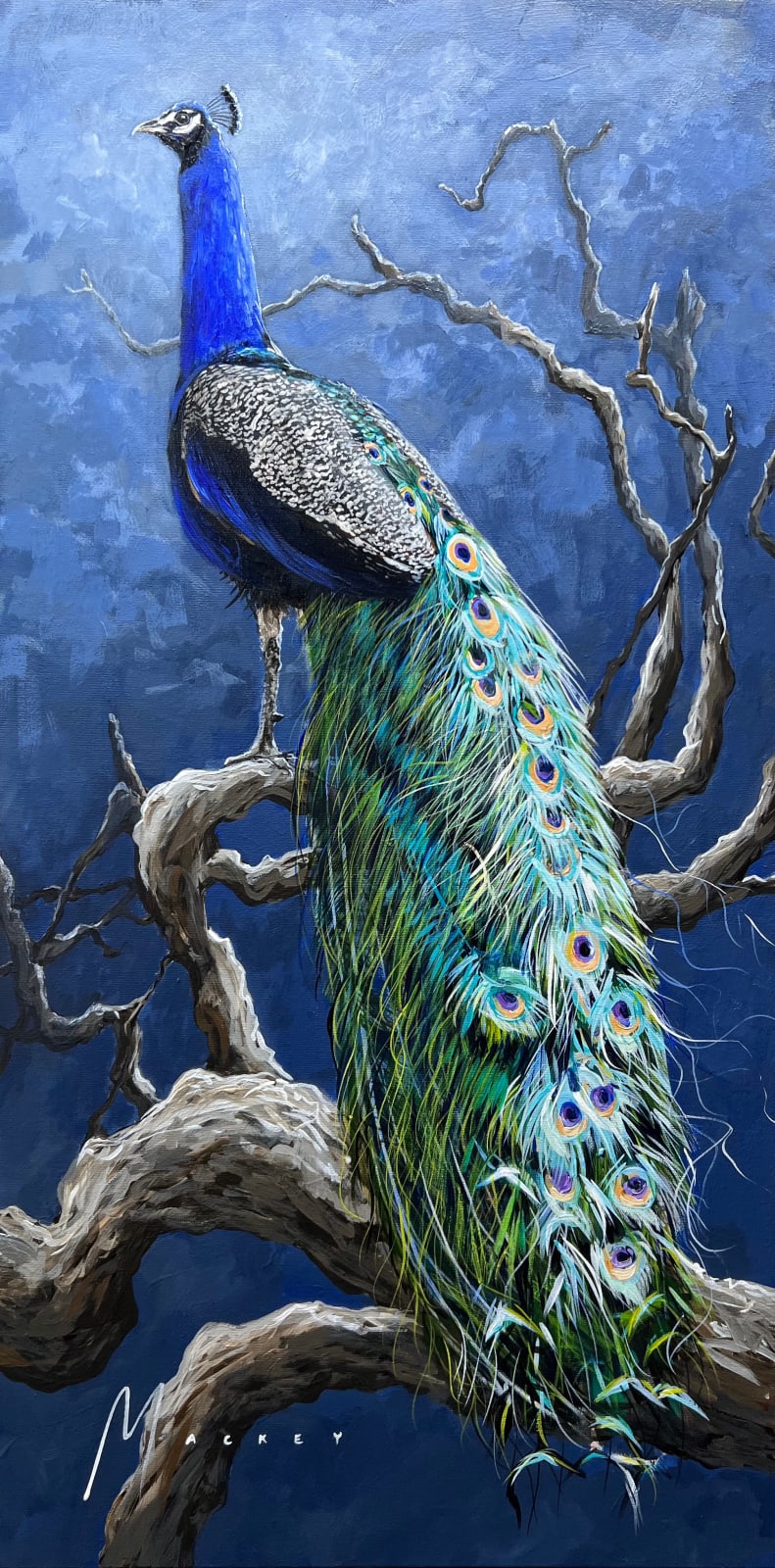 Shawn Mackey, Balance SN, 2025