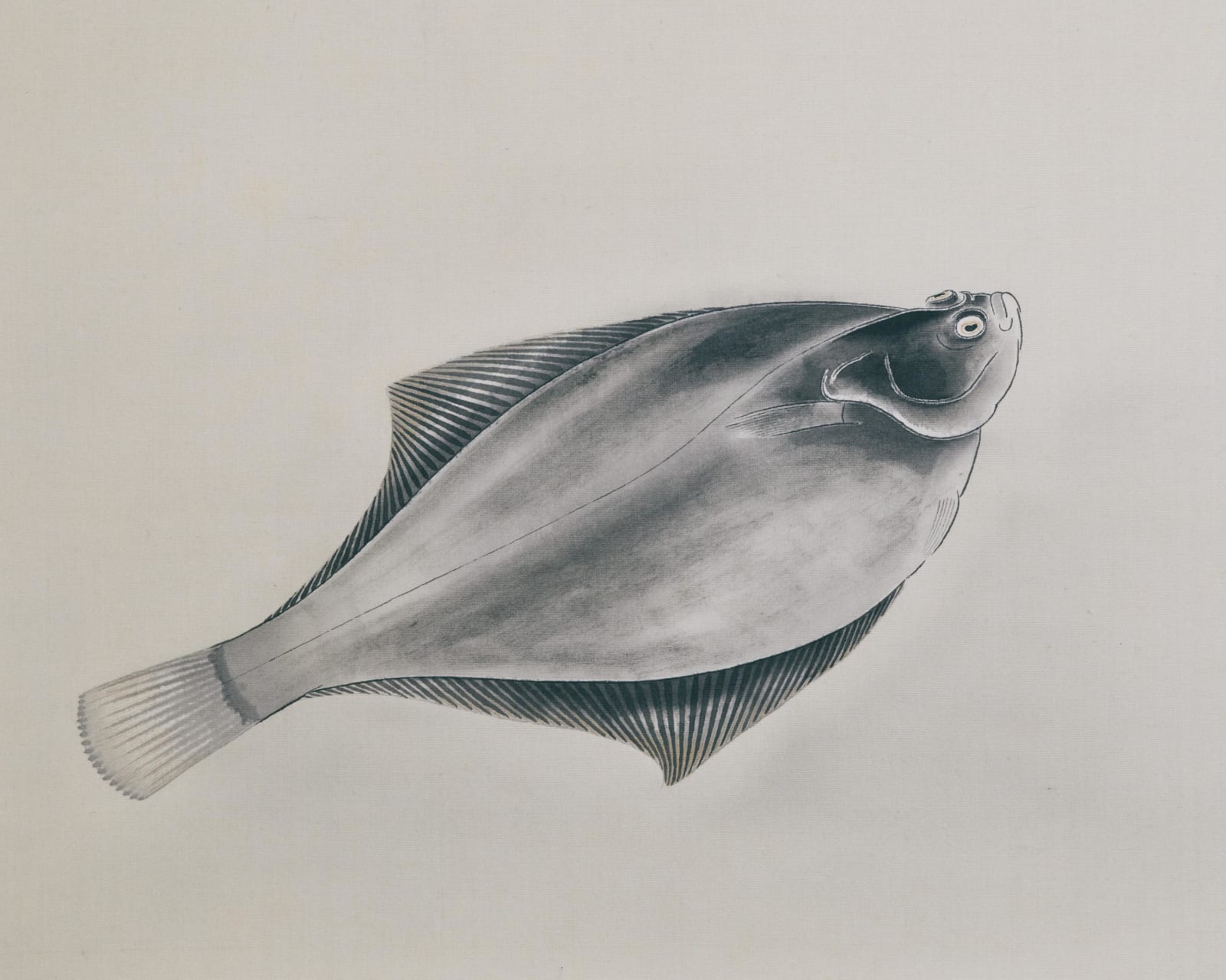 Kobayashi Kokei (1883–1957) Okumura Togyū (1889–1990), Righteye Flounder and Lefteye Flounder