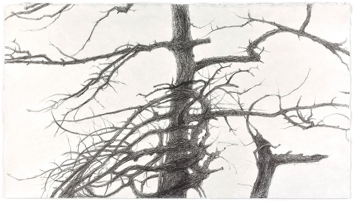 Shi Jin-Hua, The Sacrifice Tree, 2017