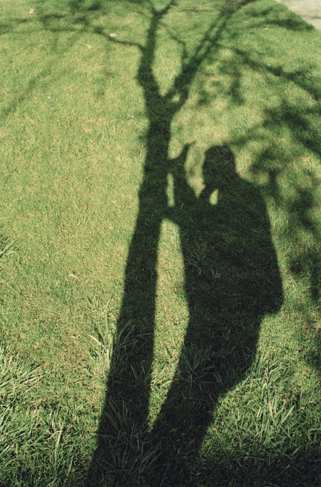 Shi Jin-Hua, The Yoga Tree, 1994-1996
