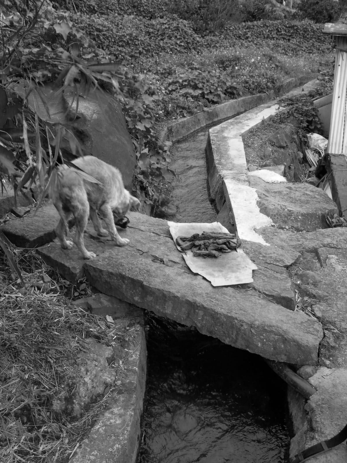 Shi Jin-Hua, Cantonese-style Barbeque Project, 1996-2002