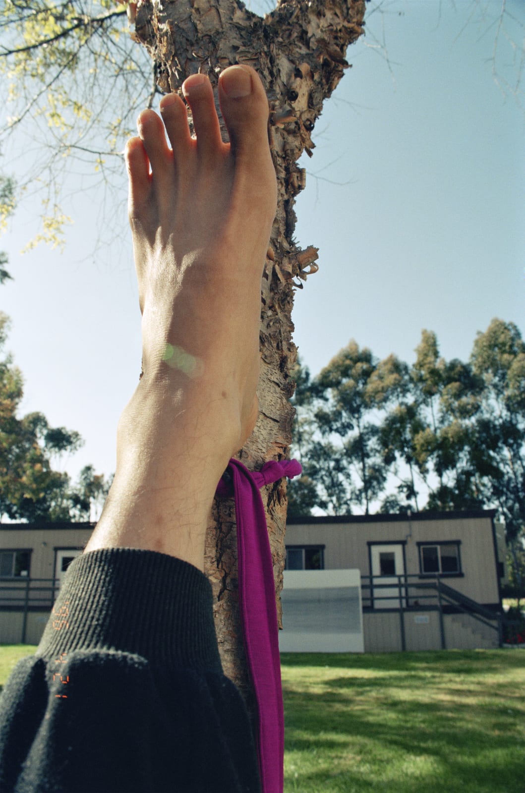 Shi Jin-Hua, The Yoga Tree, 1994-1996