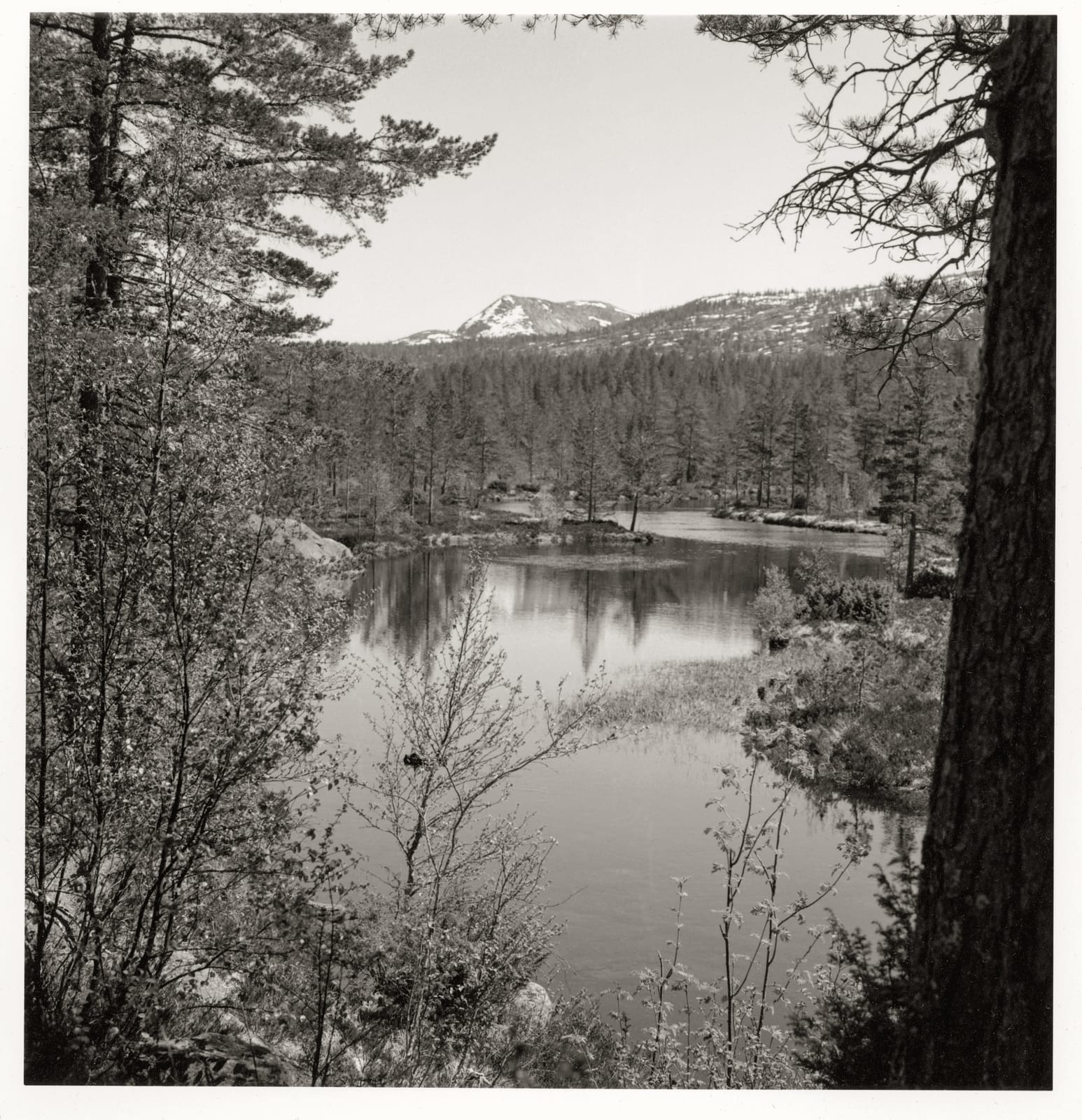 Dag Alveng, Hægefjell (series). No title, 2020