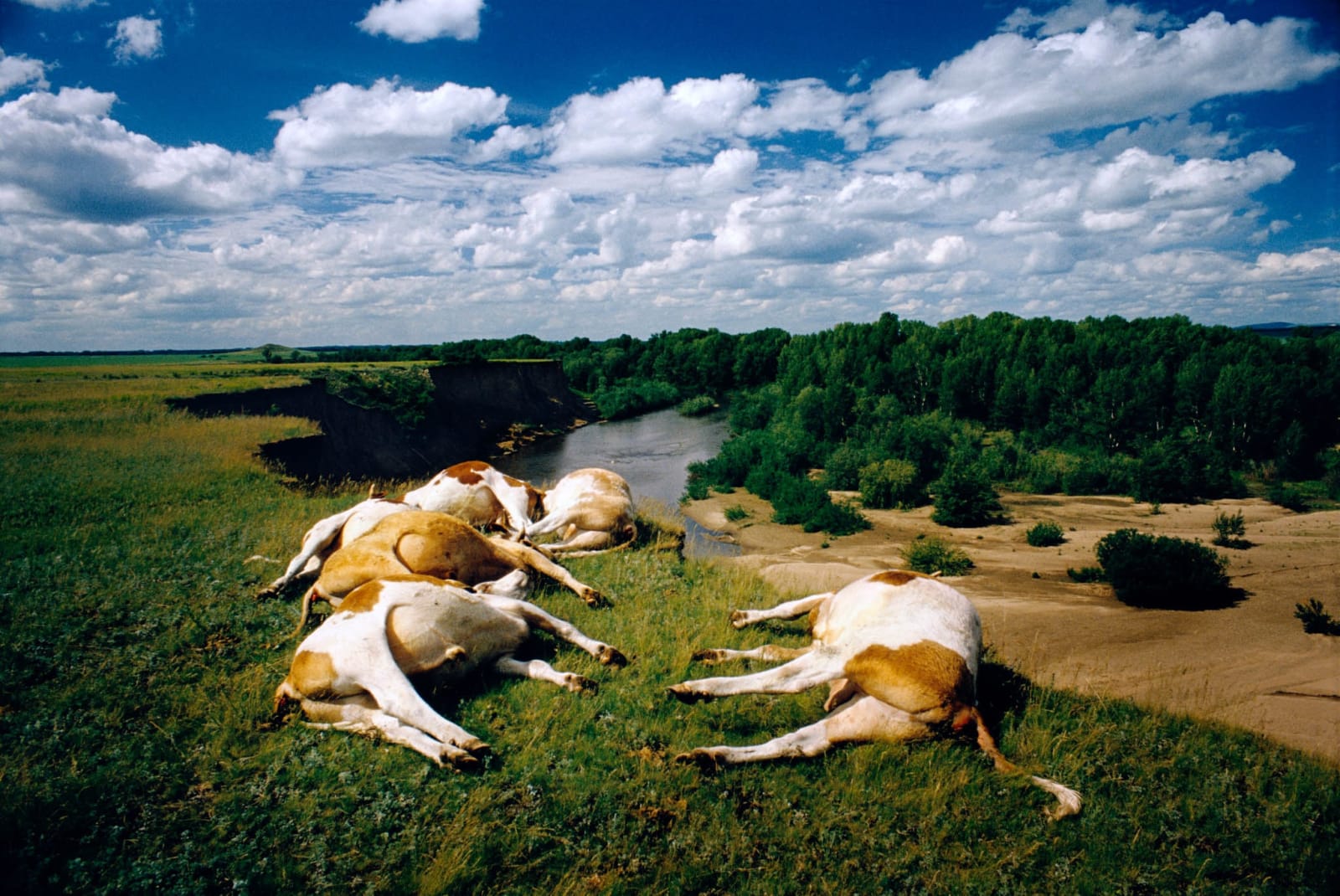 Jonas Bendiksen, Altai territory, Russia, Dead cows, 2000