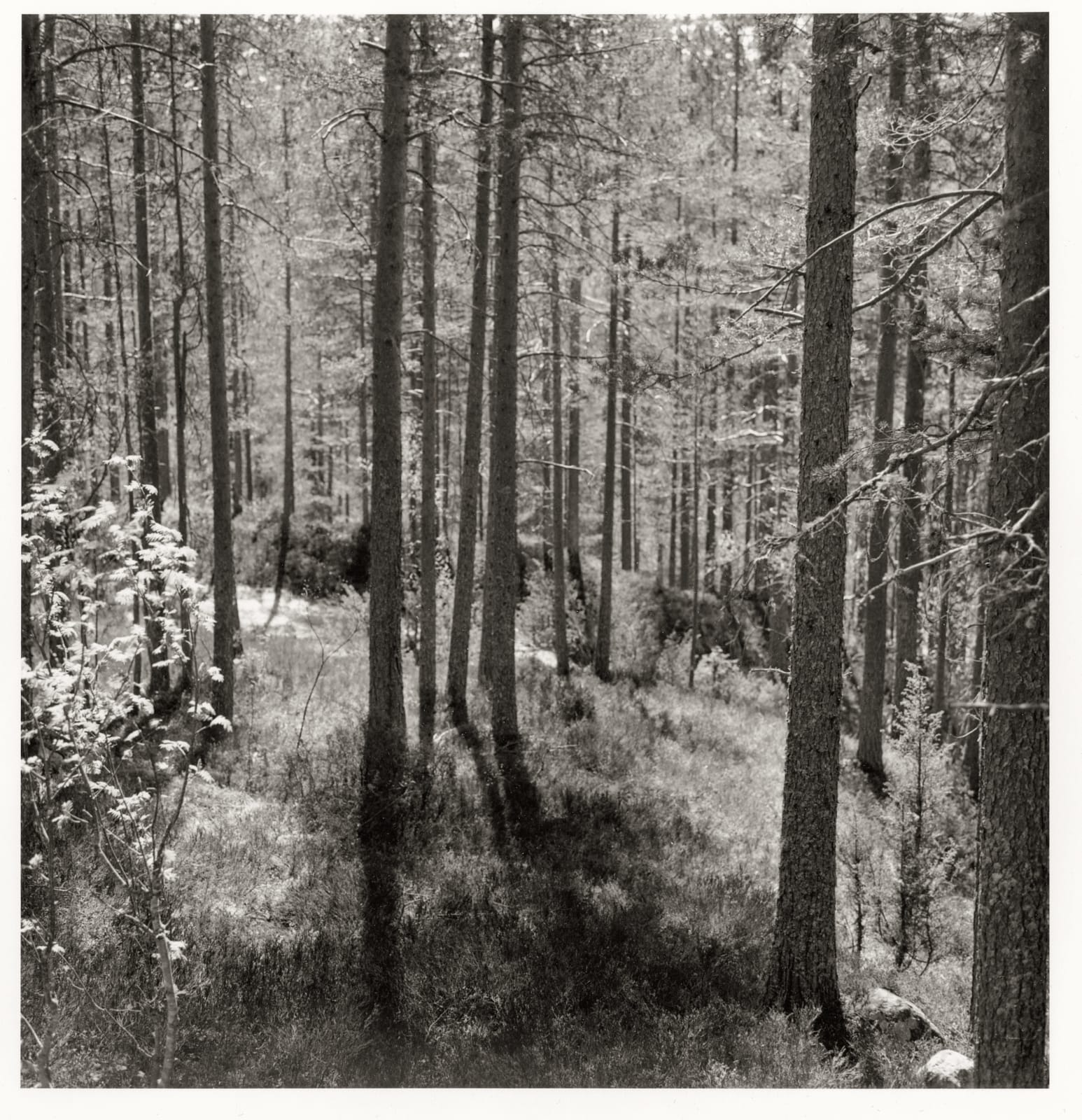 Dag Alveng, Hægefjell (series). No title, 2020