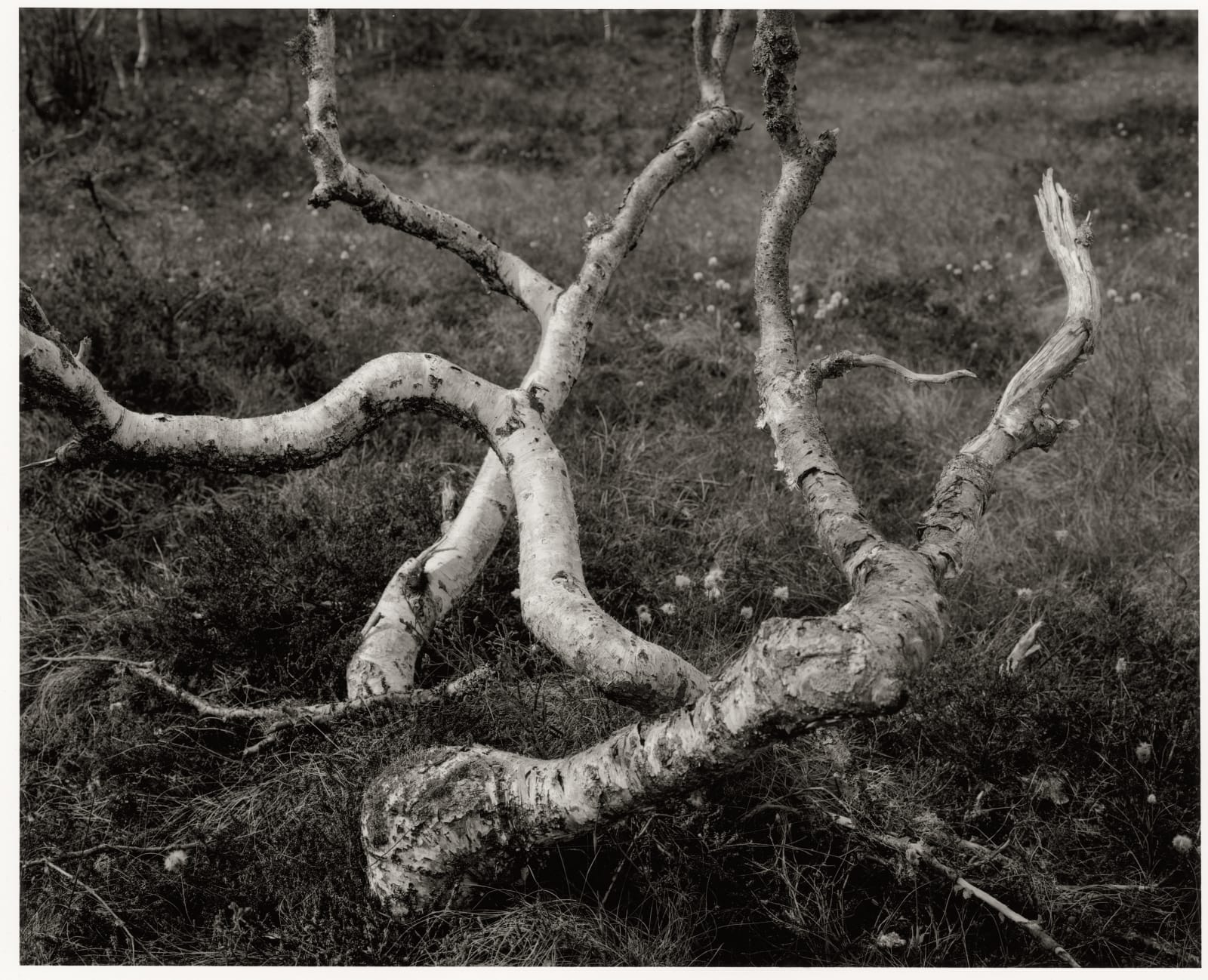 Dag Alveng, Crooked Birch, near Husvatnet, 2020