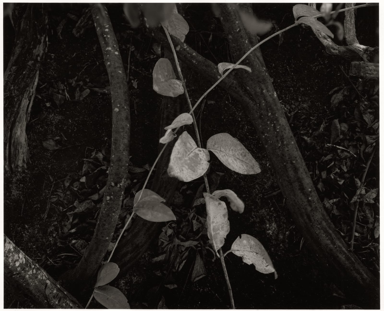 Dag Alveng, Leaves, near Stangnes