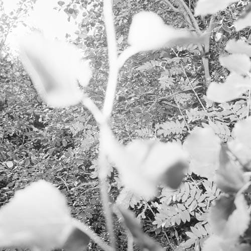 Dag Alveng, Summerlight / Hull etter blomst, 1980