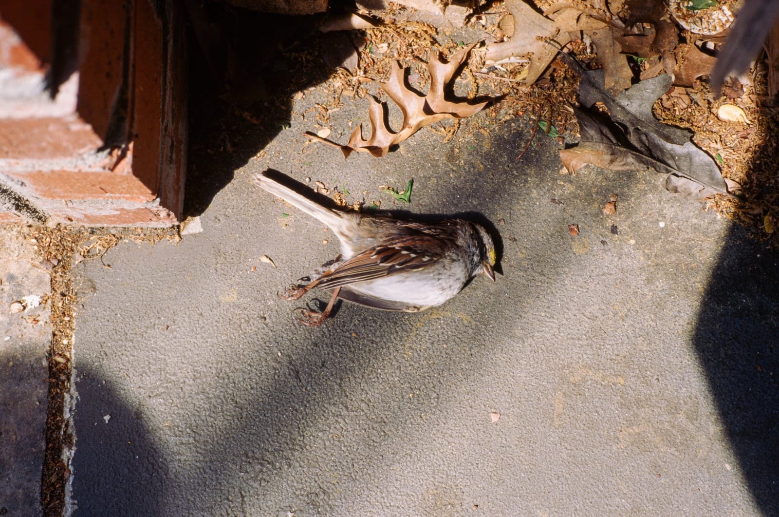 Photograph by Casey Joiner of a dead bird on the ground. In the top section is the corner of a redbrick building and a pile of leaves.