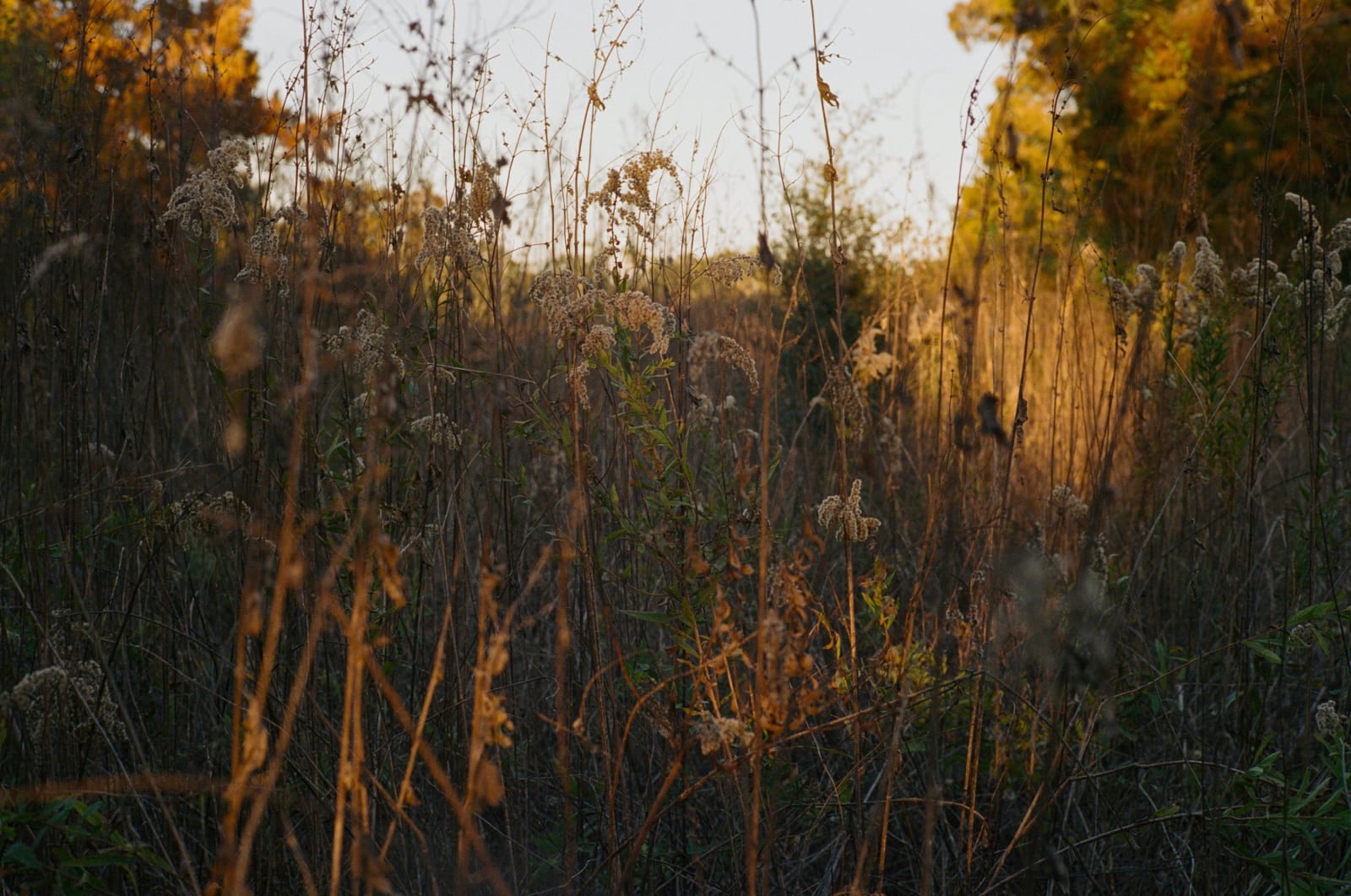 Photograph by Casey Joiner of a natural landscape. Tall vegetal reeds stretch vertically throughout the composition and dominate the frame with their brown, green, and yellow (from the sun) shades. The sky is still visible in the top center, a pale and consistent blue.
