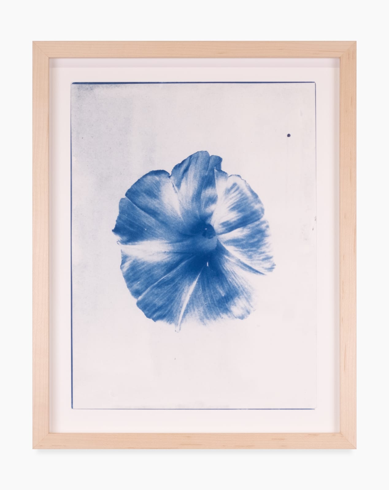 A framed cyanotype by Leah Shirley of a single Morning Glory flower.