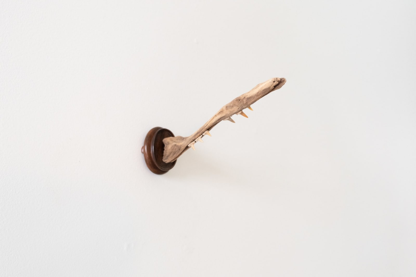 A sculpture by Jon Gott composed of shark teeth embedded into a piece of wood, mounted on a carved wooden base. The piece is mounted on the wall pointing outwards;