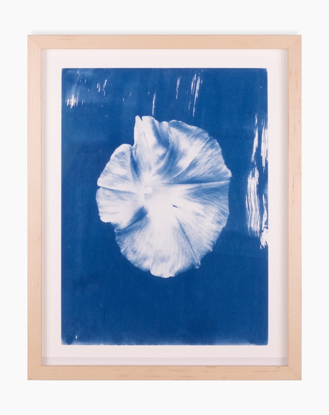 A framed cyanotype by Leah Shirley of a single Morning Glory flower.