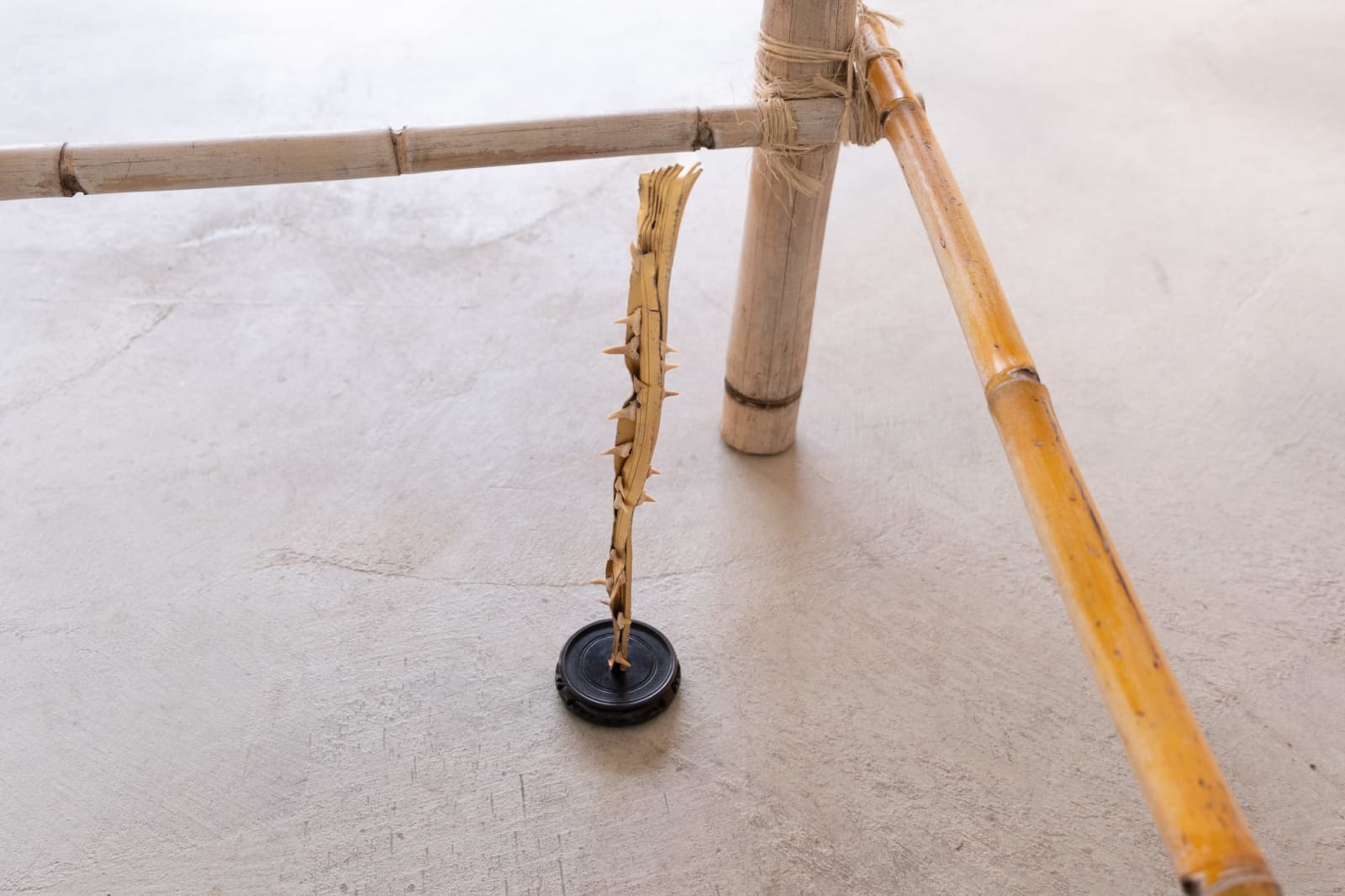 A sculpture by Jon Gott composed of shark teeth tucked into a piece of thin, bent aluminum painted gold, mounted on a carved wooden base.
