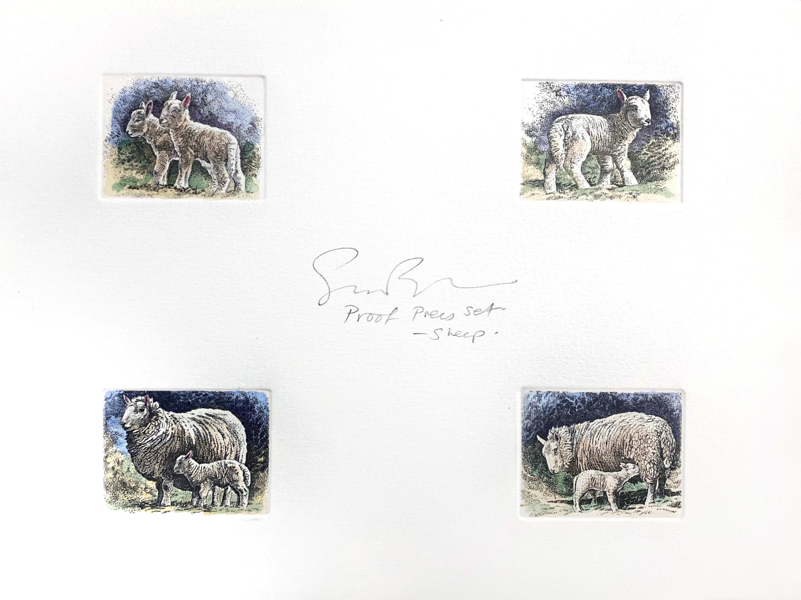 Simon Bull, Sheep and Lambs (Proof Set), 2008