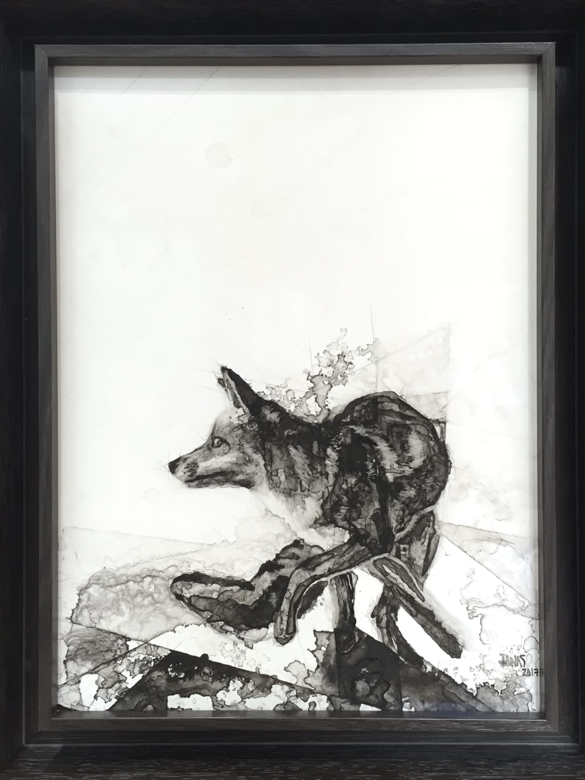 Jonas Fahnestock, Coyote