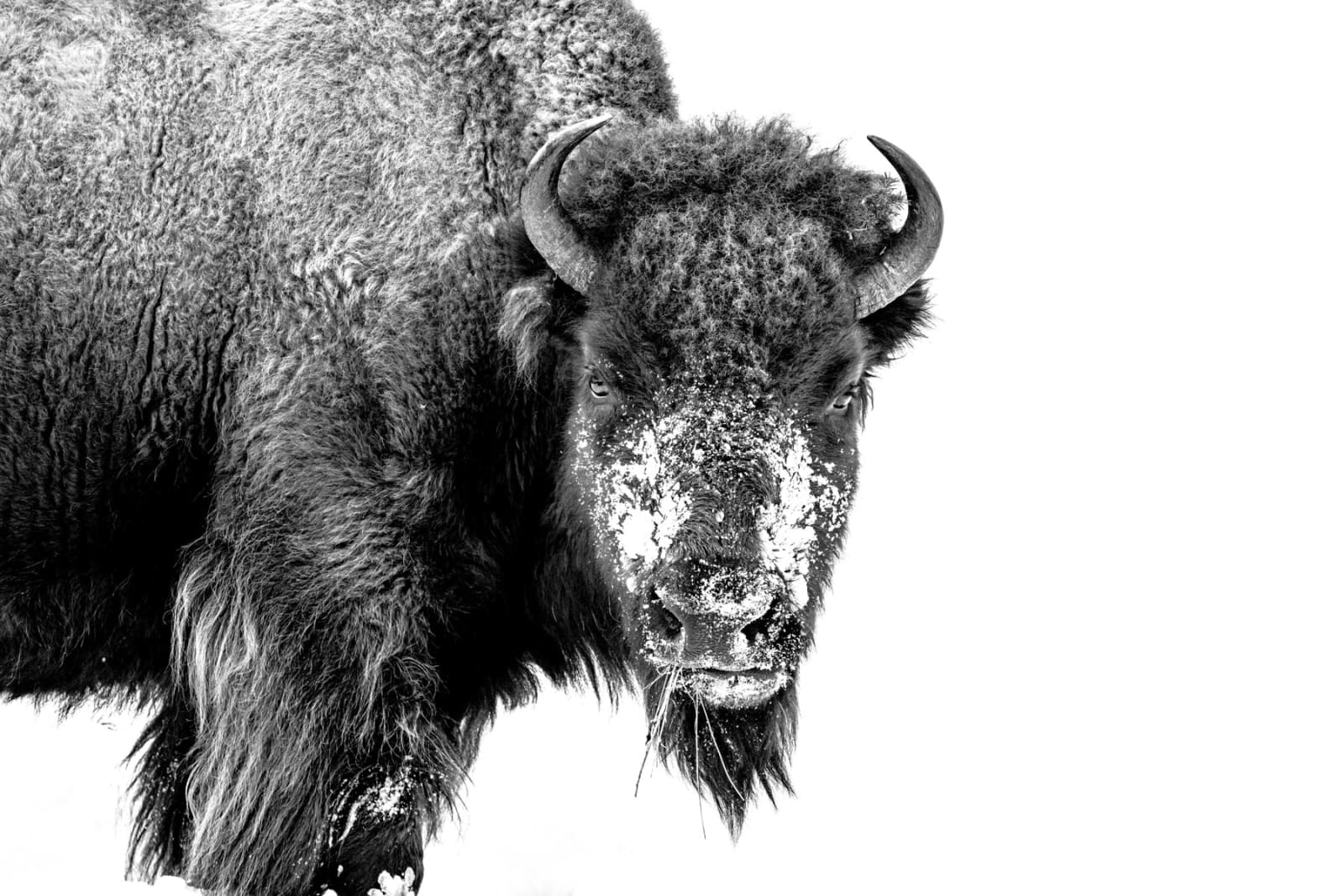Ryan Bonneau, Portrait Bison