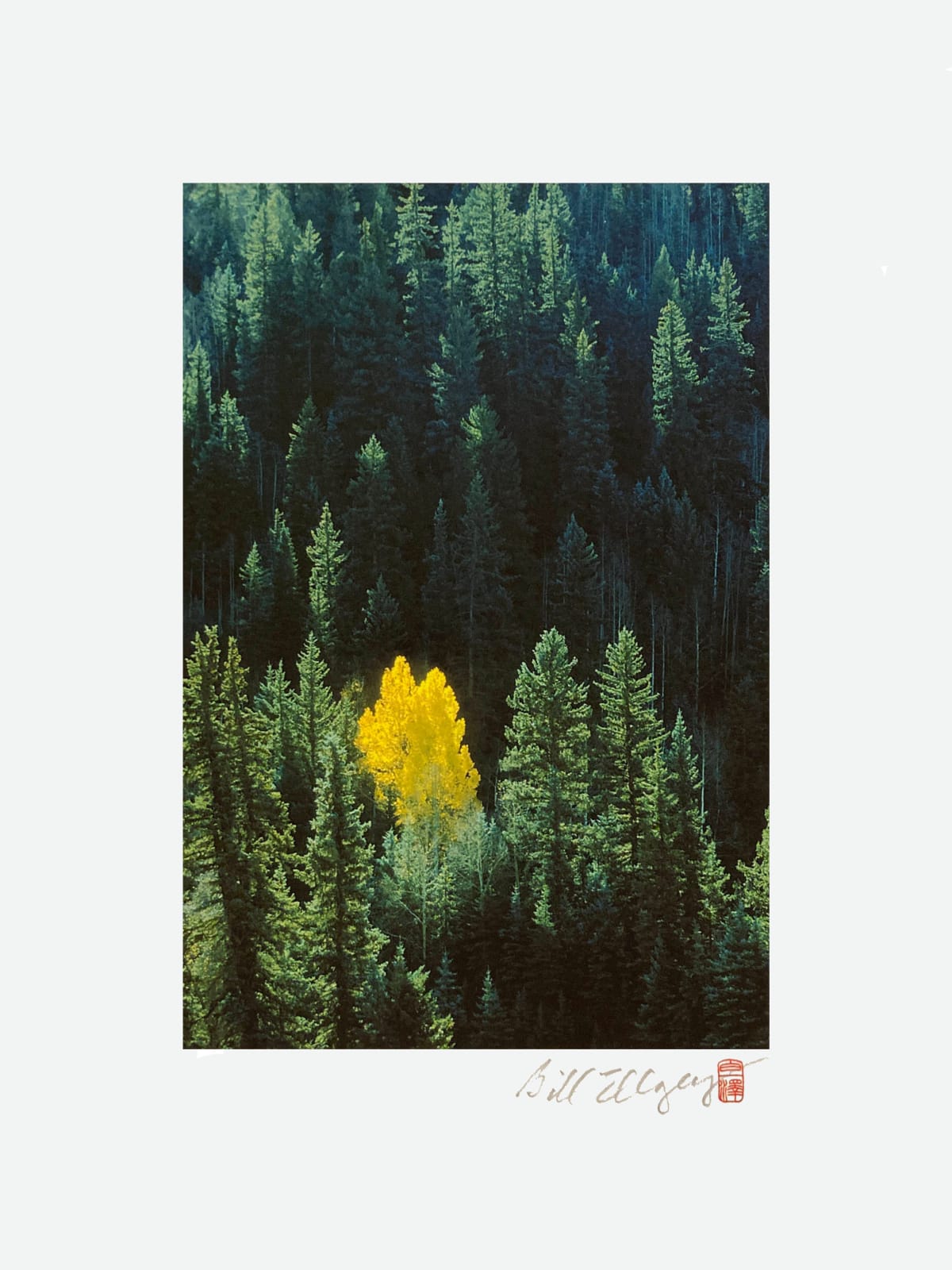 Bill Ellzey, Telluride Series - 70 Lone Aspen, Autumn