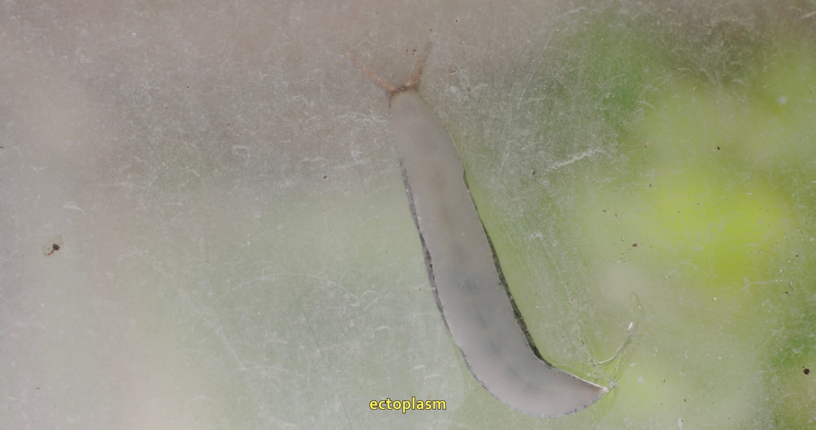 Abi Palmer, Slime Mother, 2024