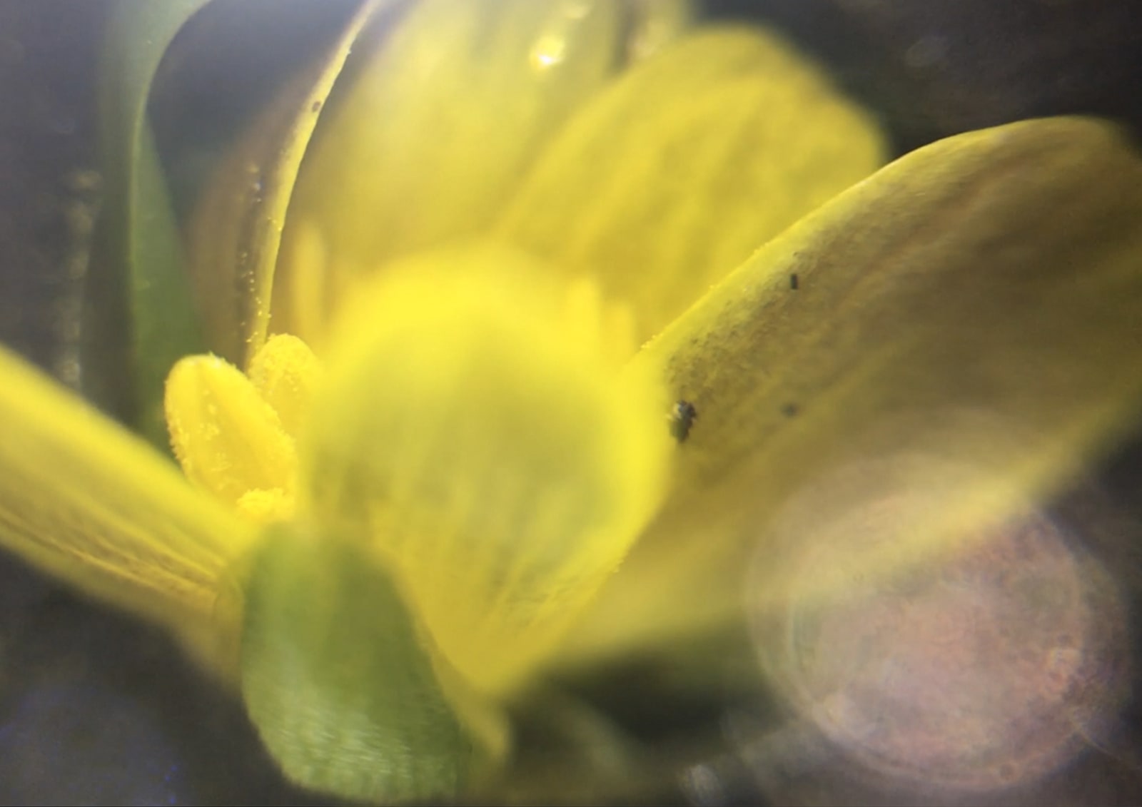 Rhona Eve Clews, You're petals and stamen and pollen, 2024