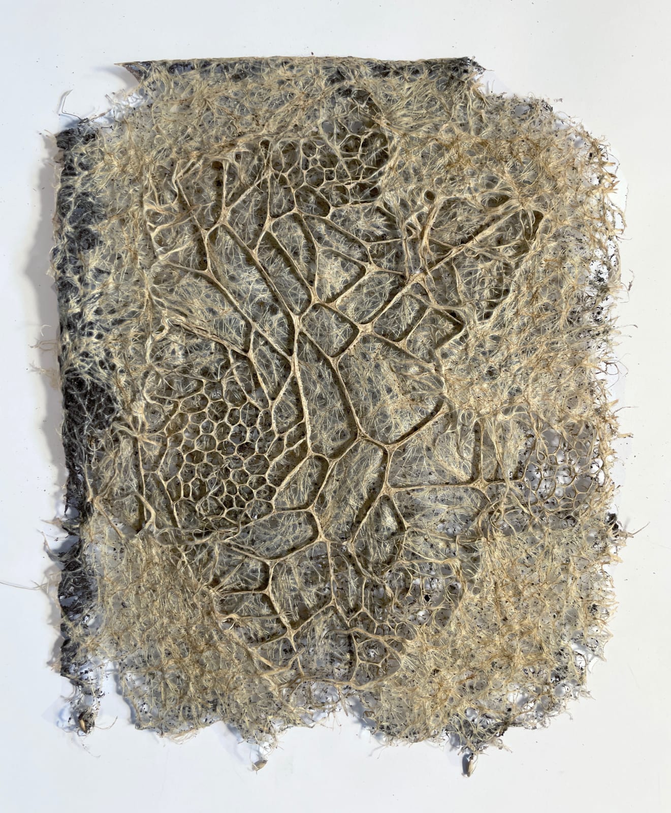 Diana Scherer, Hyper Rhizome 06-24, 2024