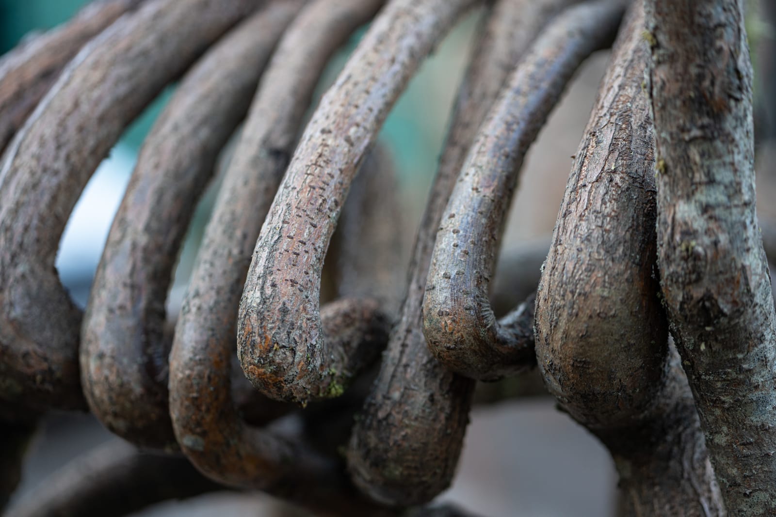 Full Grown, The Athena Behemoth Chair, 2024