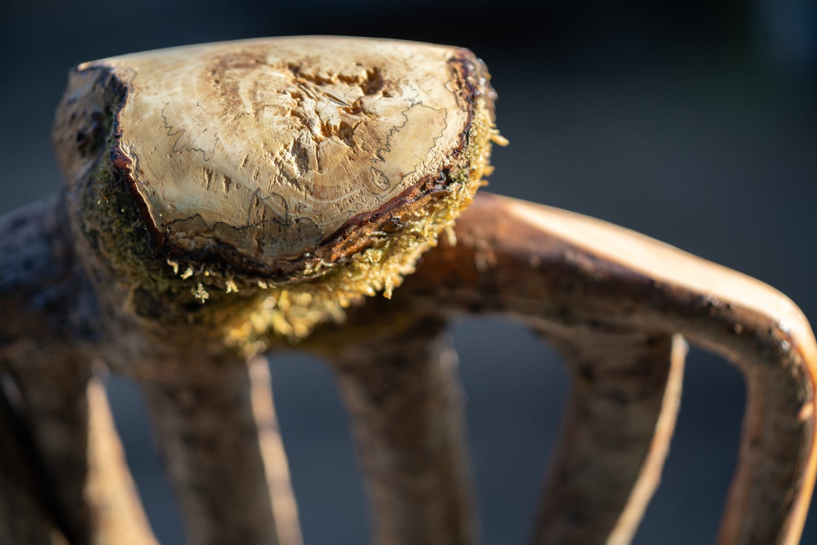 Full Grown, The Kraken Chair, 2024